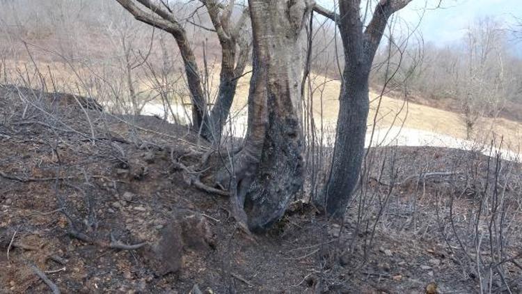 NEM, ORMAN YANGINLARININ ÇIKMASINI ENGELLİYOR