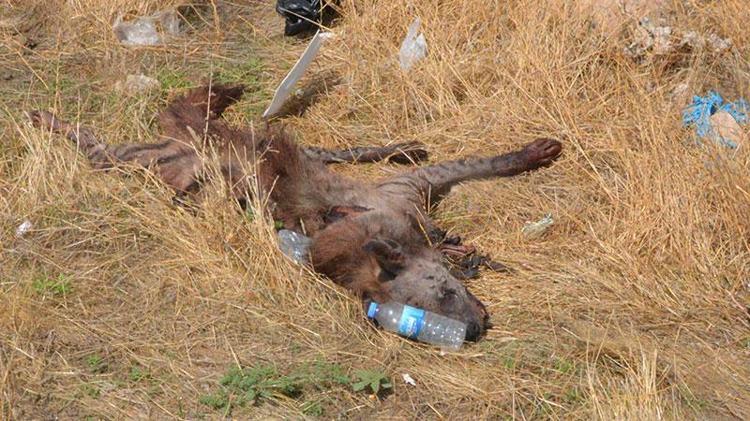 Çizgili sırtlana çarpan sürücü bulunursa 70 bin lira ceza kesilecek