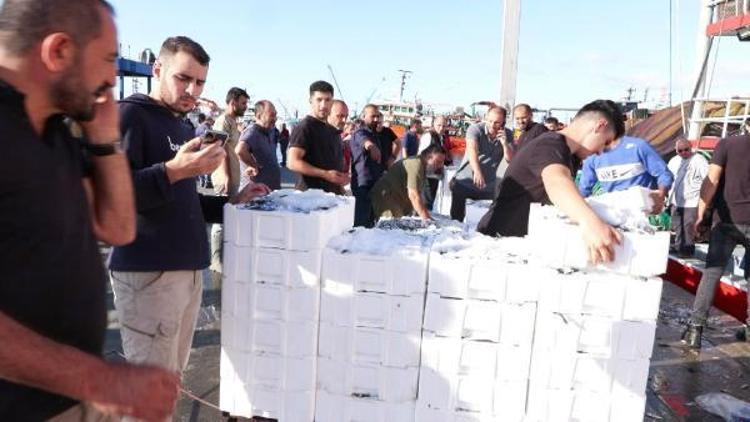 BU SENE HAMSİDE MARMARA DENİZİNDE BOLLUK VAR