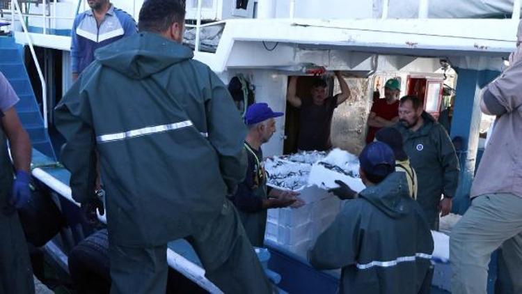 BU SENE HAMSİ YÖNÜNDEN DENİZ BEREKETLİ