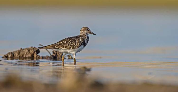 DENİZ DÜDÜKÇÜNÜ GİRDAP OLUŞTURARAK AVLANIYOR