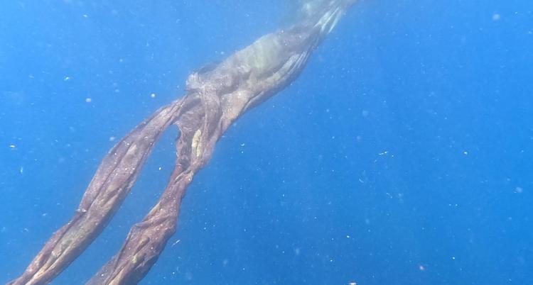 CANLILAR TEKRAR BU BÖLGEYE YERLEŞECEK