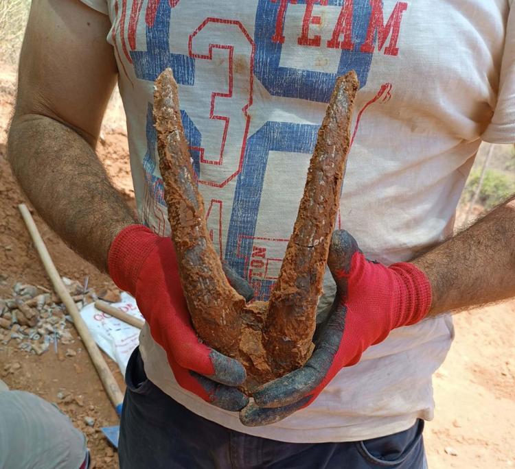 OKLU KİRPİMİZİ, ANADOLU’DA NADİR GÖRÜLEN BİR TÜR