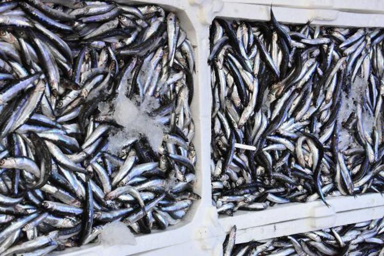 BİZDEN KASASINI 350 LİRAYA ALIP, KİLOSUNU 100 LİRAYA SATIYORLAR