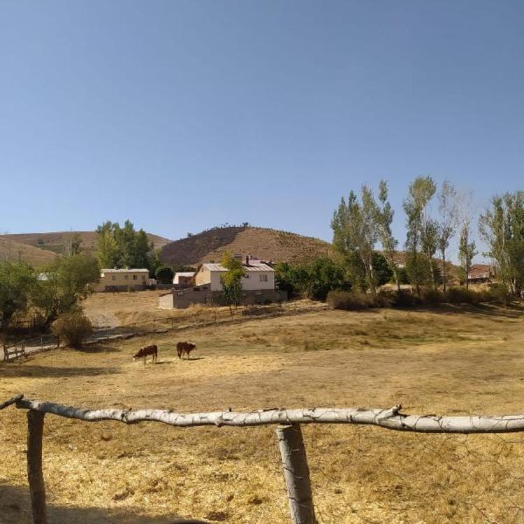 HAYALİ İÇİN ORMAN KURDU