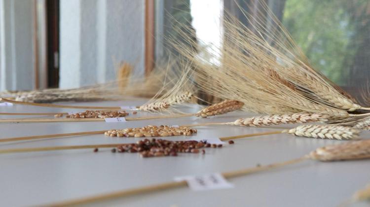 SİYEZ VE GERNİK BUĞDAYINDA BİR SIKINTI YOK