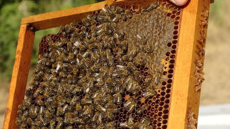 EYLEM PLANI HAZIRLANDI