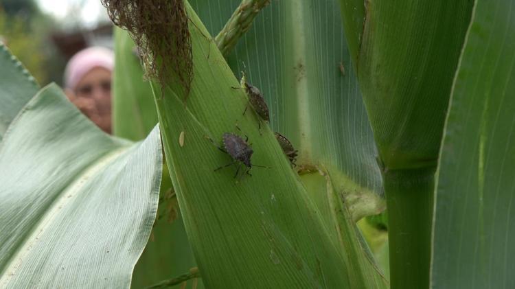 KAHVERENGİ KOKARCA TEHDİT ETMEYE BAŞLADI