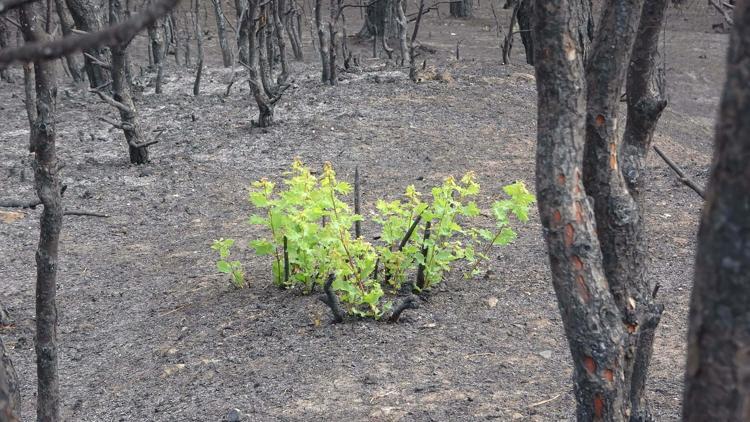 ÇAM, TEKRAR GÖZDEN GEÇİRİLMELİ