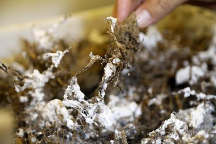 51 GÜNDE 30 BİN UNLU BİT ZARARLISINI ÖLDÜRÜYOR