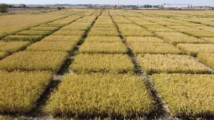 ÖZ KAYNAKLARIMIZLA ÇEŞİTLERİ GELİŞTİRİYORUZ