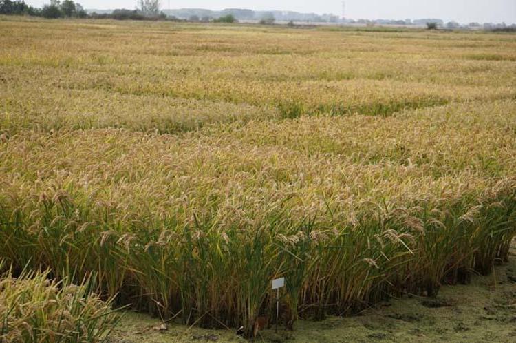 DAYANIKLI TÜRLER SEÇİLİYOR