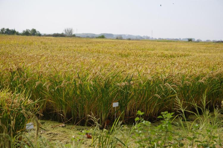 80 TANE ÇELTİK ÇEŞİDİ GELİŞTİRİLDİ