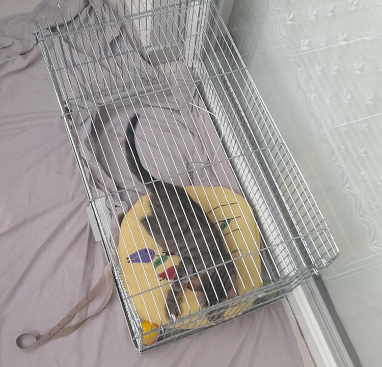 ‘KEDİLER BU HASTALIĞI ATLATSA DA 18 AY TAŞIYICI OLDUĞU GÖRÜNÜYOR’