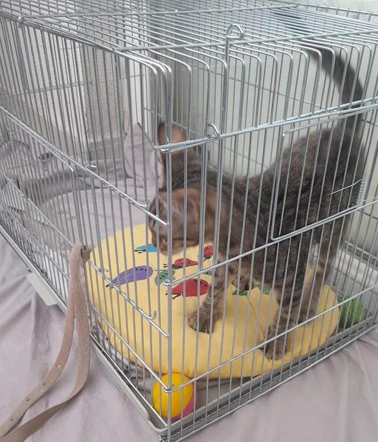 BALIKESİRDE FIB İLE SIKLIKLA KARŞILAŞIYORUZ