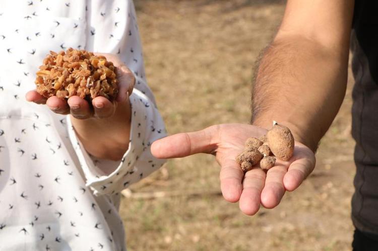 BİR SALEP BİTKİSİNİ SÖKMENİN CEZASI 110 BİN LİRA