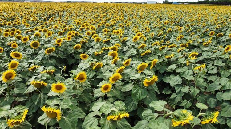 MİLLİ HİBRİT AYÇİÇEK TOHUMU YÜZDE 30 VERİM FARKI YARATTI