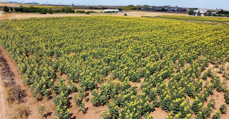 BAKAN YUMAKLI YERLİ TOHUMA DİKKAT ÇEKTİ