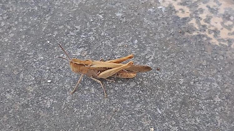 ‘BİYOLOJİK MÜCADELE ÖNERİYORUZ’