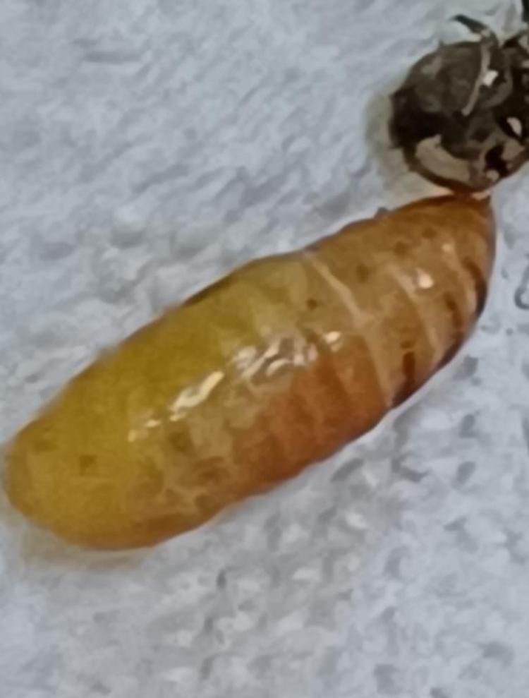 YUMURTALARININ ÇOĞUNU YAŞAMININ İLK 4 İLE 5 GÜNÜ BOYUNCA BIRAKIR