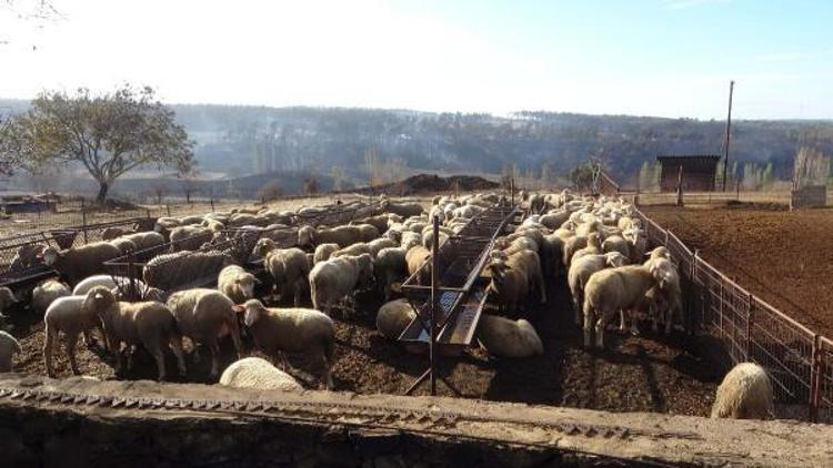 YAKLAŞIK 800 YANGIN ÇIKTI