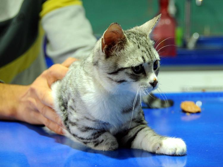 ENGELLİ OLDUĞU İÇİN TÜRKİYEDE SAHİPLENME ŞANSI ÇOK AZ OLUYOR