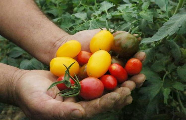 YAYLADA SEZON BİTTİ