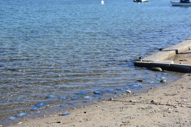 ‘ÖNCEKİ YILLARDA DA GÖRÜLÜYORDU AMA BU KADAR YOĞUN DEĞİLDİ’