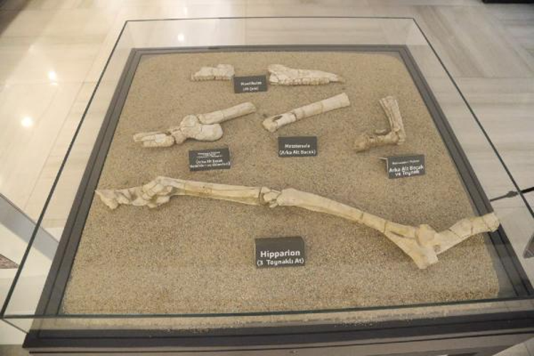 KARŞIMIZA MUHTEŞEM BİR FOSİL ÇIKTI