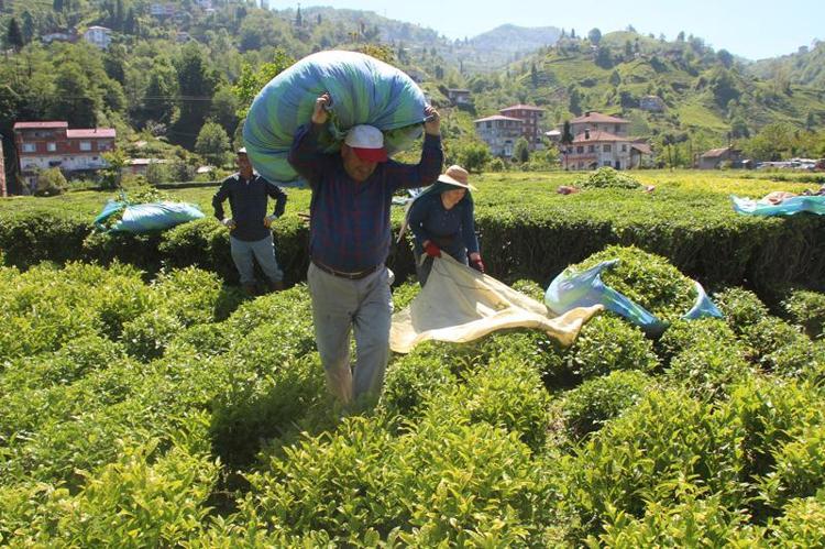 DAHA KALİTESİZ ÇAY İÇİYORUZ