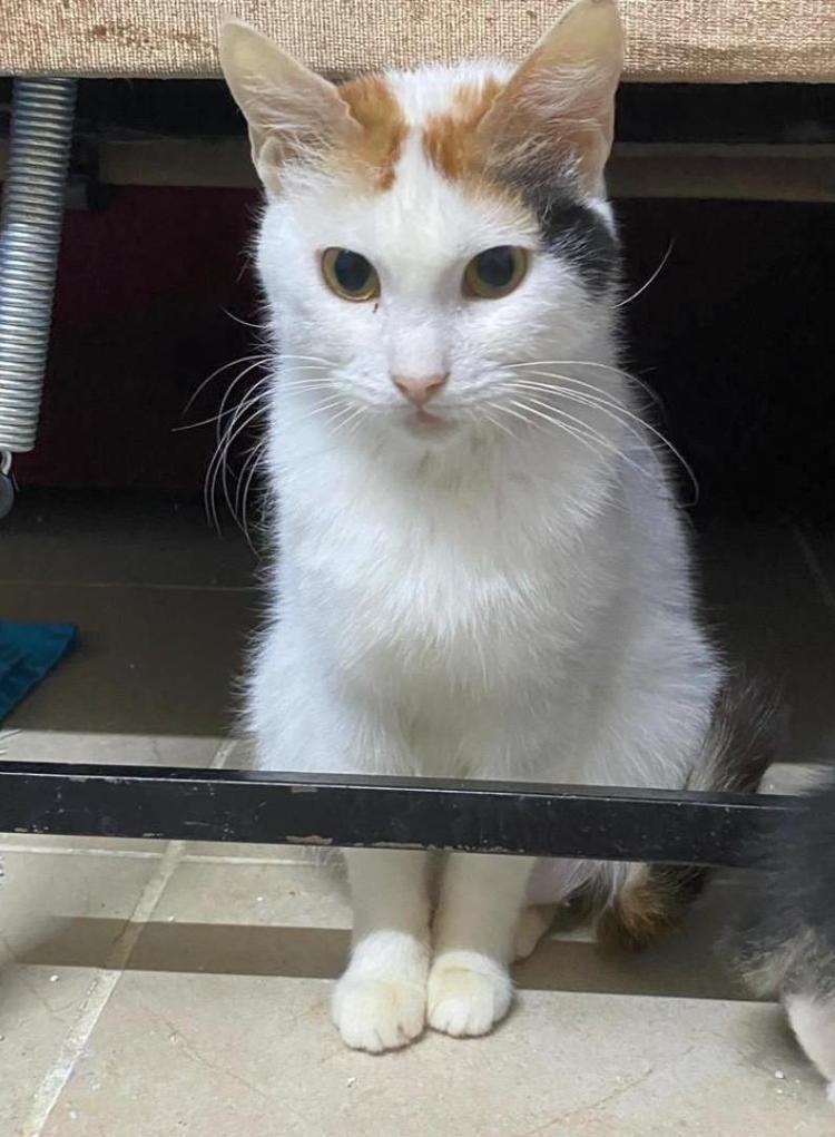 VAHŞİCE ÖLDÜRÜLMÜŞ AYAKLARI KESİLMİŞ