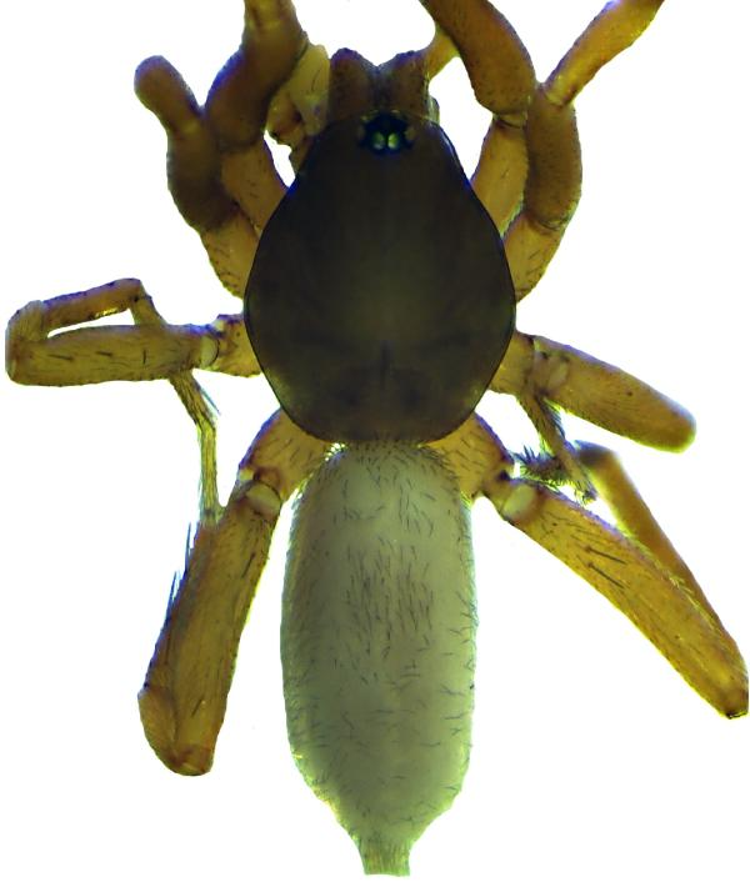 YENİ TÜRLER ZEHİRLİ Mİ