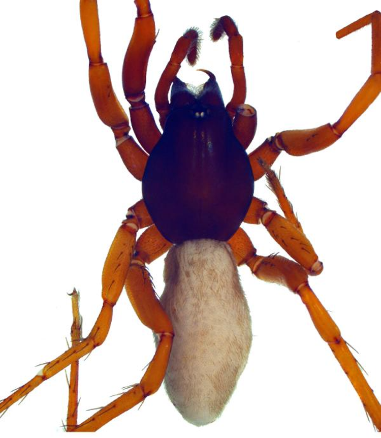 YENİ ÖRÜMCEK TÜRLERİ