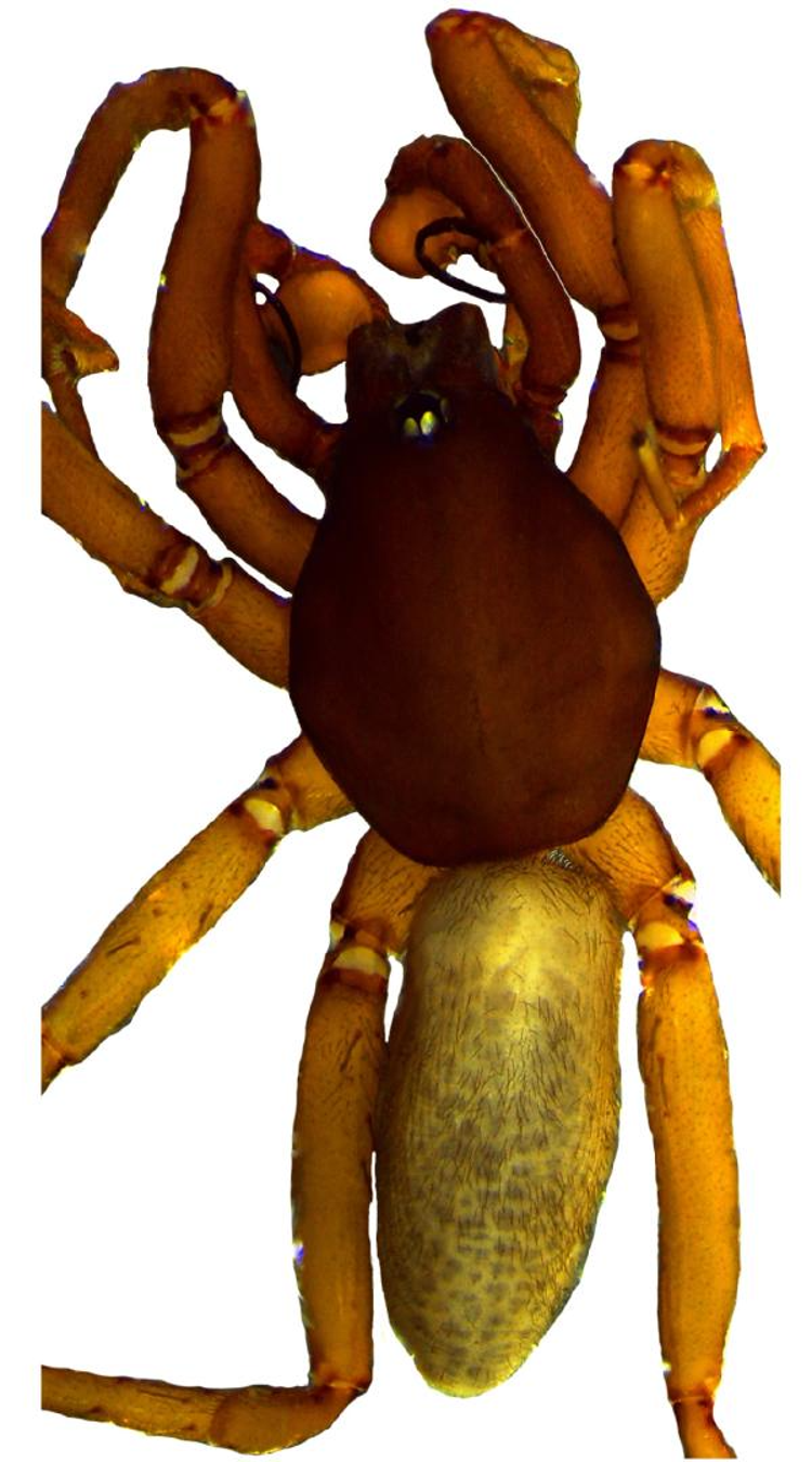 YILDA 400-800 MİLYON TON BÖCEK AVLIYOR