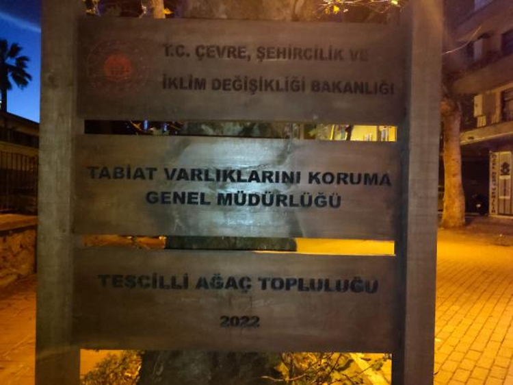 TESCİLLİ AĞAÇ KÖKÜNDEN KOPTU