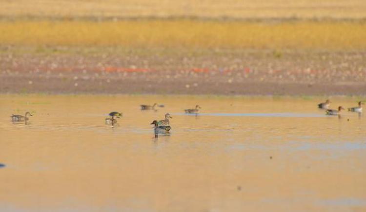 ‘KABAKLI’NIN KORUNMASI, KUŞLAR İÇİN BÜYÜK ÖNEME SAHİP’