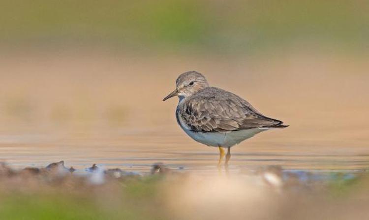 ‘ÇEVRENİN YERLEŞİM ALANLARINA AÇILMASI BİR TEHDİTTİR’