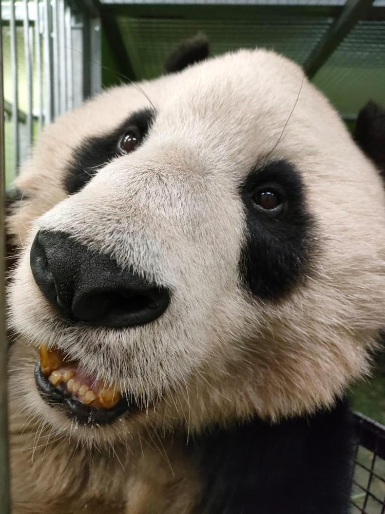 PANDALARI GÖRMEK İÇİN SON GÜN