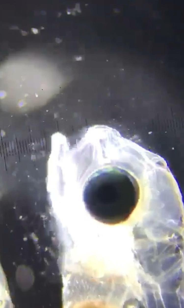 ÜRETİMDE CİDDİ KAYIPLAR GERÇEKLEŞTİRDİ