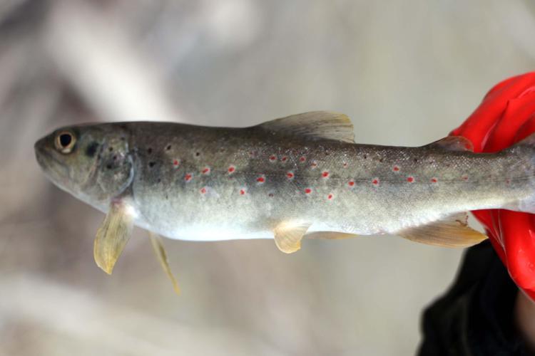 SON BALIK TÜKENMEDEN SAHİP ÇIKALIM