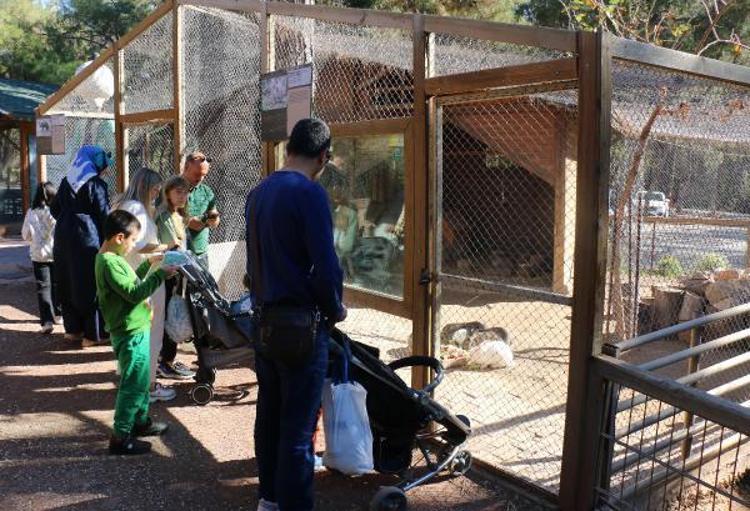 KRAL VE AĞLI PİTON, İLGİ ODAĞI