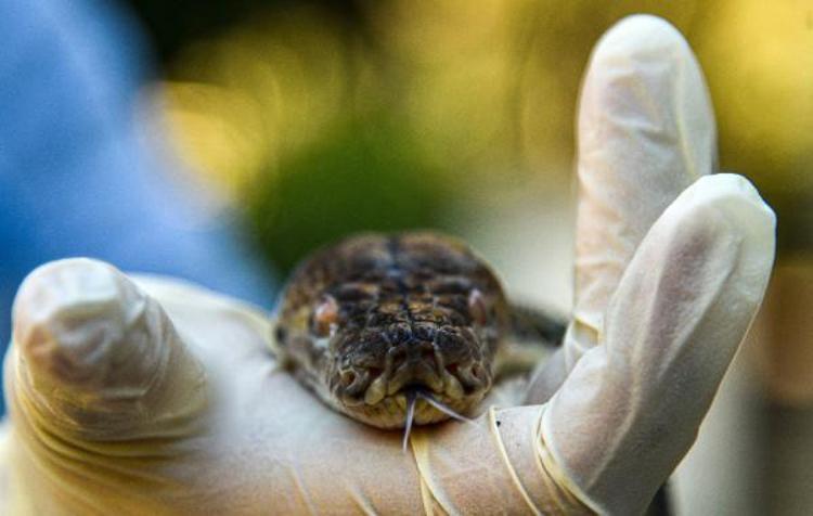 BIRAKILAN HAYVAN SAYISI DA FAZLA