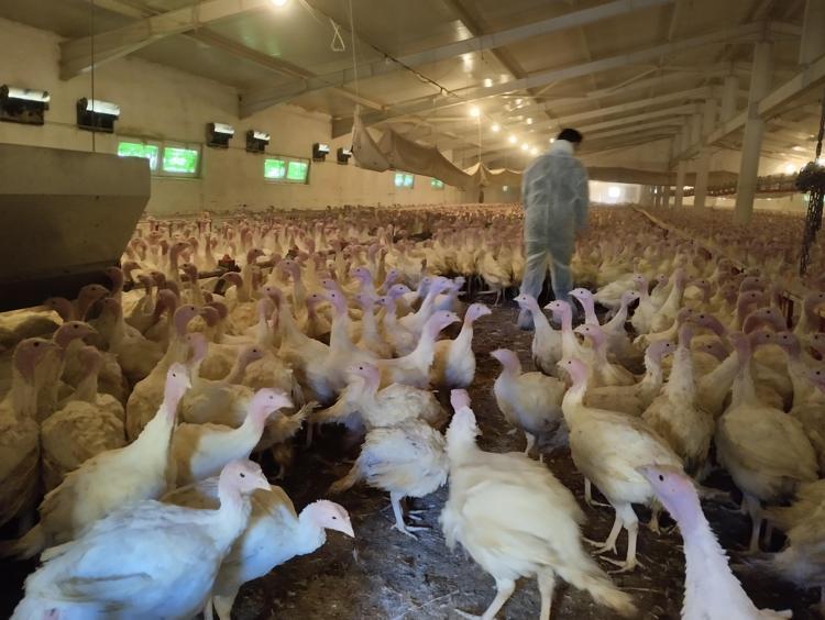 EN SAĞLIKLI ET OLARAK GÖSTERİLİYOR