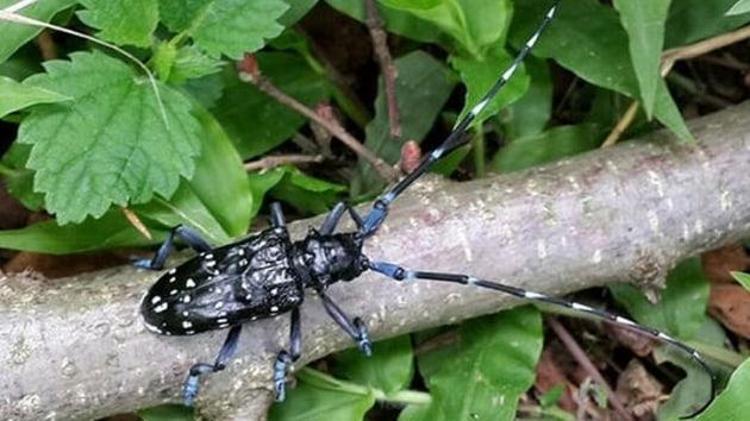 ‘BU YIL VERİM DÜŞÜK OLDU’