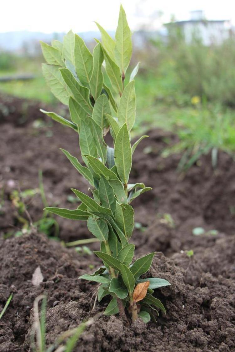 DEFNENİN YAĞ ORANI DA YÜKSEK