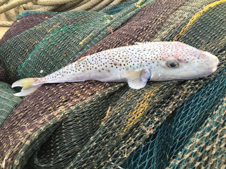 JAPONLAR TÜKETİYOR, BİZ DE TÜKETEBİLİRİZ ALGISI HENÜZ KIRILAMADI’