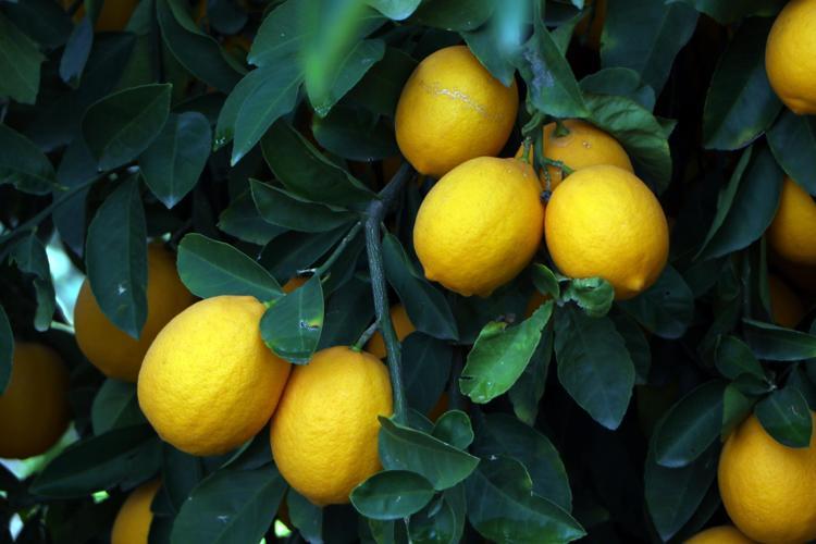 RAF ÖMRÜNÜ YİTİRDİ