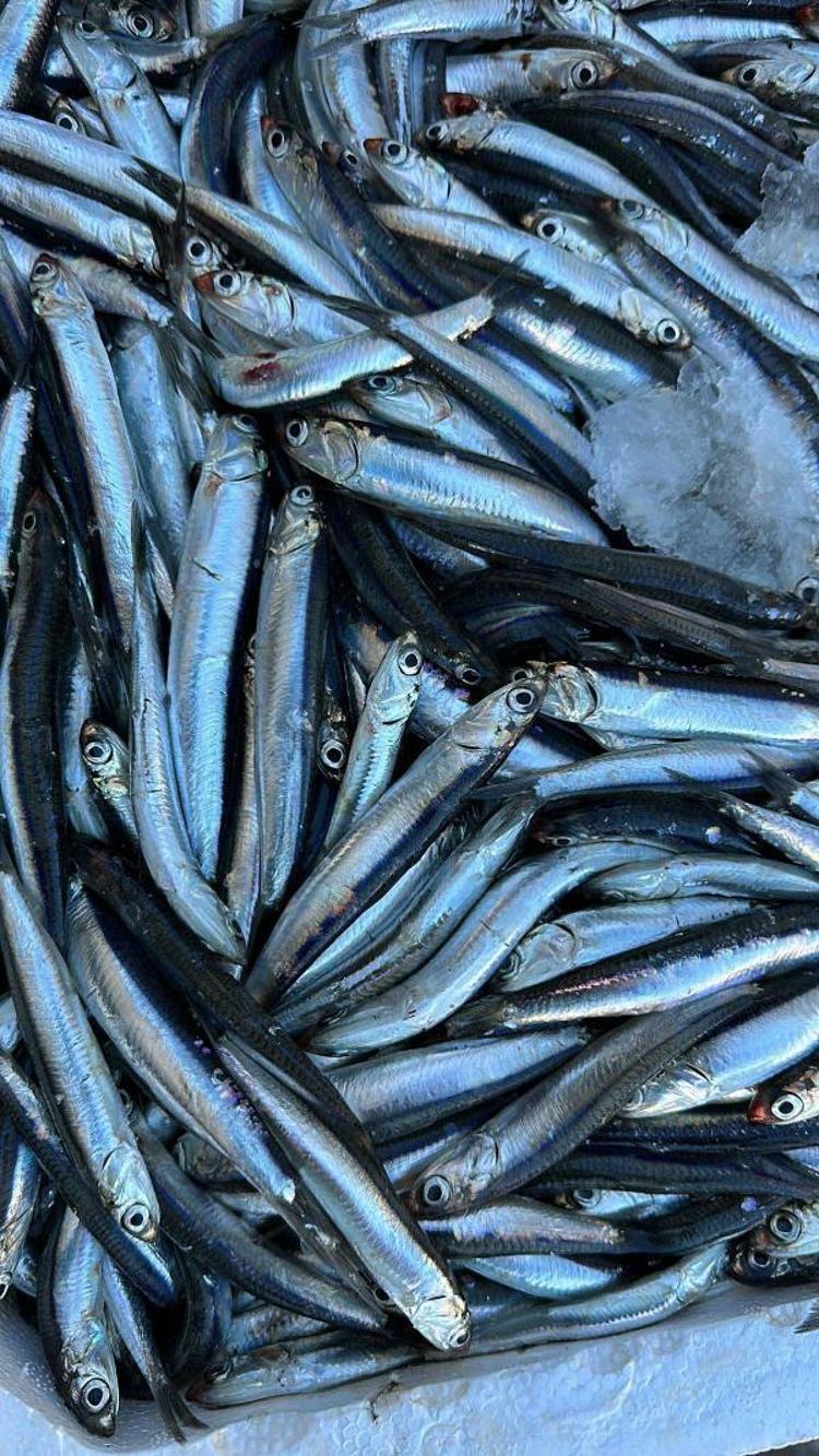 ÇOK CİDDİ BİR HAMSİ BOLLUĞU YAŞANDI