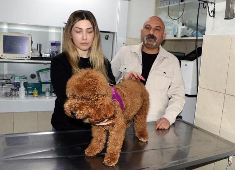 HAYVANLARA UYGULANABİLİCEĞİNİ İLK KEZ DUYDUM