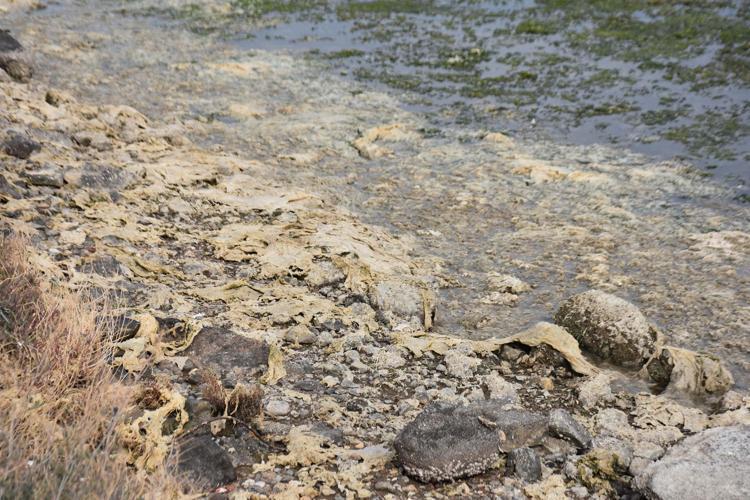 BİLİMSEL ÇALIŞMA YAPILIP, LAGÜN KURTARILMALI